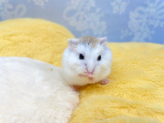 ✨最新画像あります✨素早いでぇ〜🐹💨ロボロフスキーハムスター(ブラウンパイド)男の子2022年12月生まれ ロボロフスキーハムスター