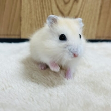 めちゃくちゃ可愛いんです♡♡イエロープディングハムスター(女の子)