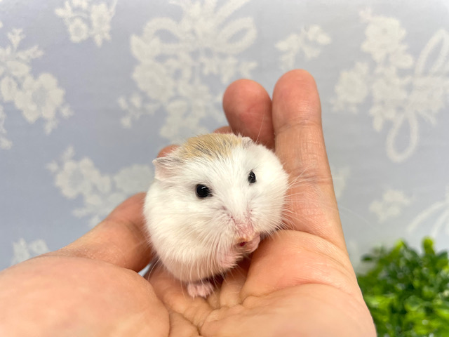 ✨最新画像あります✨素早いでぇ〜🐹💨ロボロフスキーハムスター(ブラウンパイド)男の子2022年12月生まれ ロボロフスキーハムスター