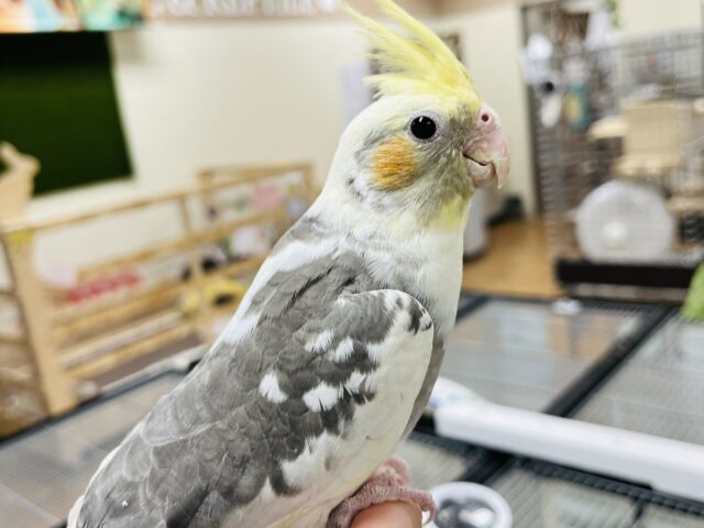 オカメインコ