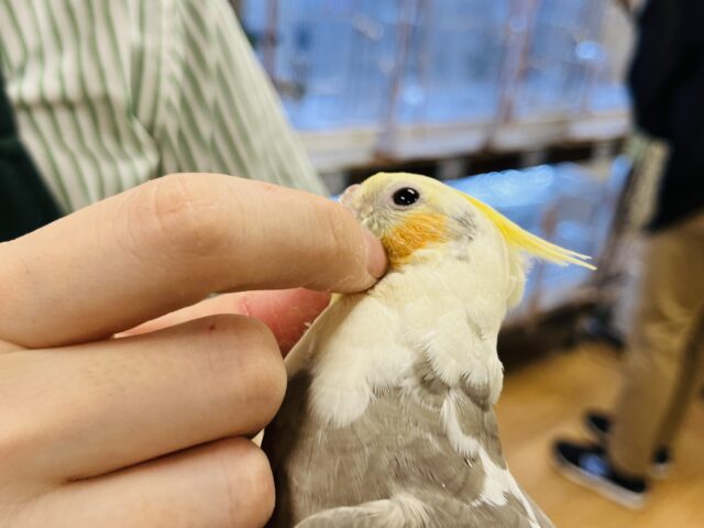 オカメインコ