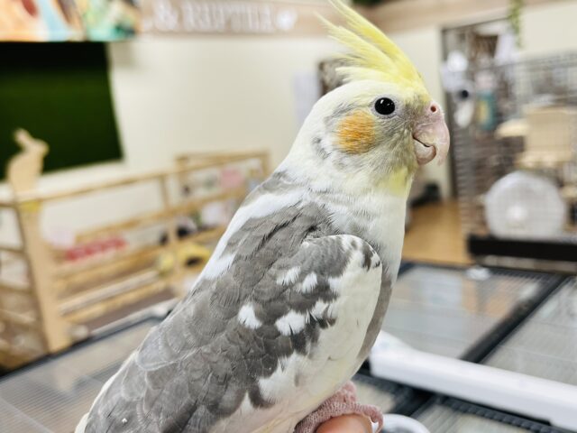 ツンデレオカメはいかがですか？💗オカメインコ(パイド)