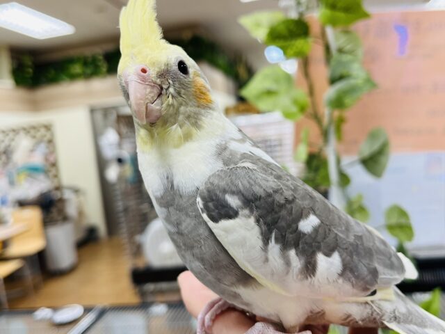 オカメインコ