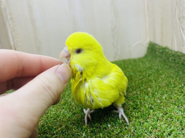 ジャンボセキセイインコ