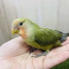 なでなで大好き💓最新画像になりますよ❗️尾羽がかっこいいんだよ‼️ コザクラインコ　オリーブ