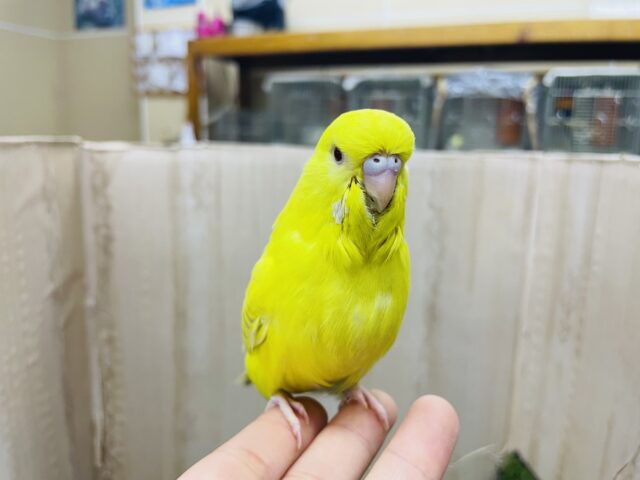 ジャンボセキセイインコ