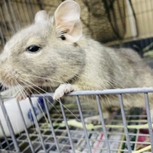 イチオシ！！！！最新画像になります！メス1 仔デグーお店に居ます〜♡ パイド、ブルー