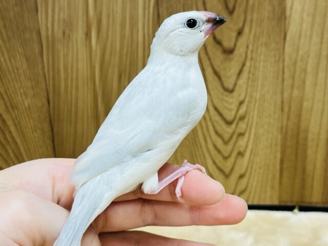 シルバー文鳥