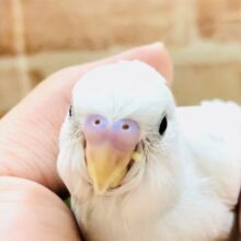 美カラーのセキセイちゃん　セキセイインコ　Ｒ５　１／３０撮影
