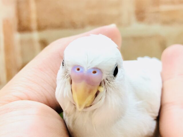 美カラーのセキセイちゃん　セキセイインコ　Ｒ５　１／３０撮影