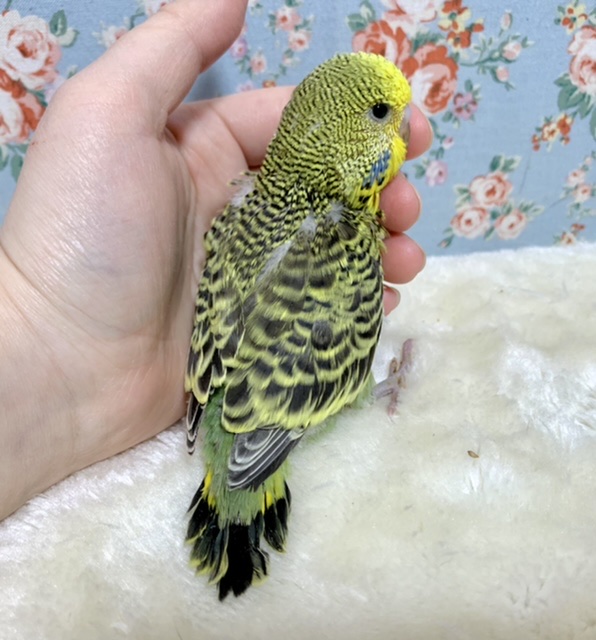 ジャンボセキセイインコ