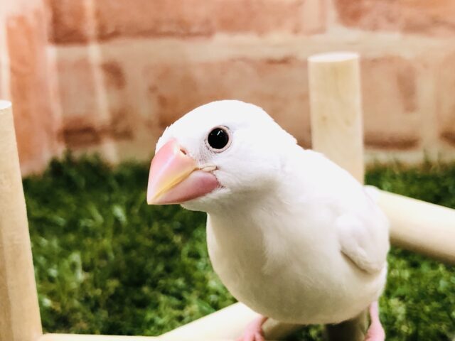 人気の文鳥です　白文鳥　Ｒ５　２／１撮影