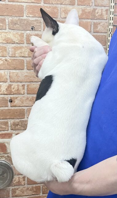 フレンチブルドッグ