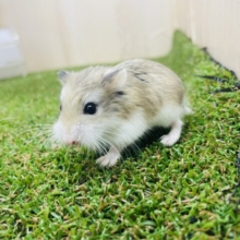 定番人気⭐️わちゃわちゃロボロフスキー　ノーマル　女の子