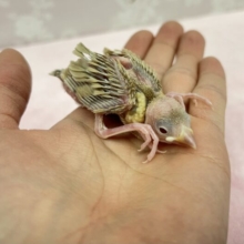 かわいい💛シナモン文鳥 2023年 1月生まれ