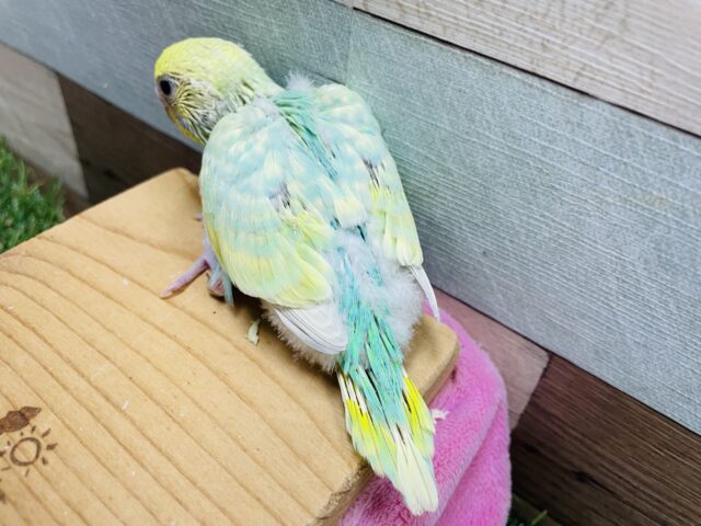 セキセイインコ