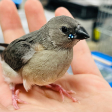 【最新画像更新🪄】揺れる宝石〜💎コキンチョウ ヒナ