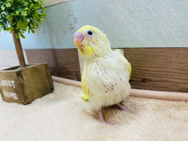 セキセイインコ