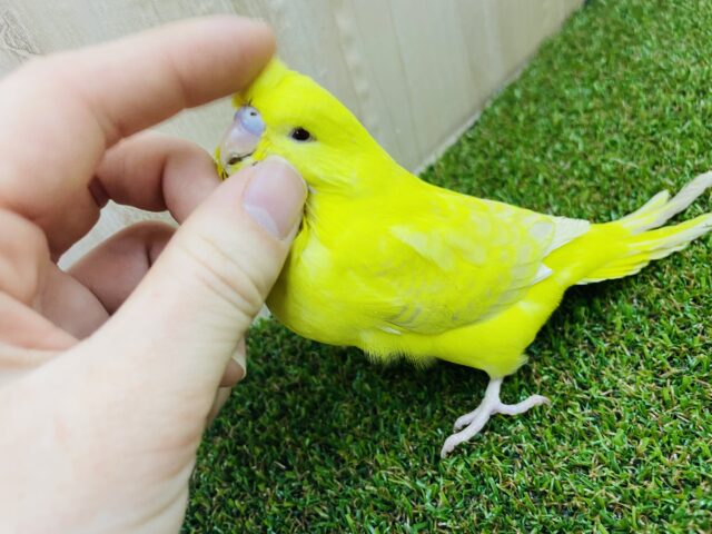 ジャンボセキセイインコ