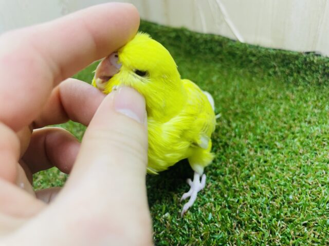 ジャンボセキセイインコ