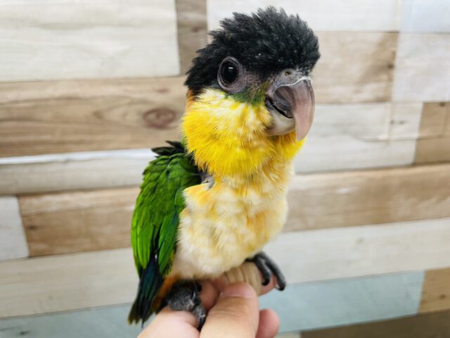 ズグロシロハラインコ