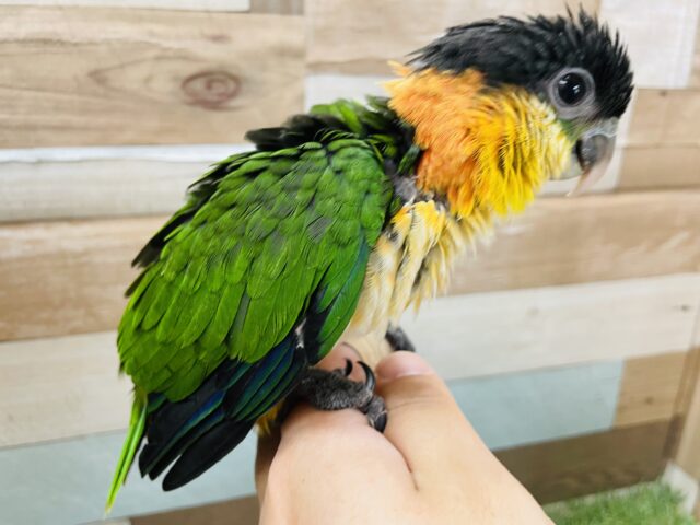 ズグロシロハラインコ