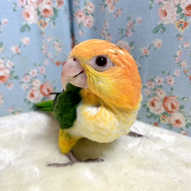 シロハラインコ