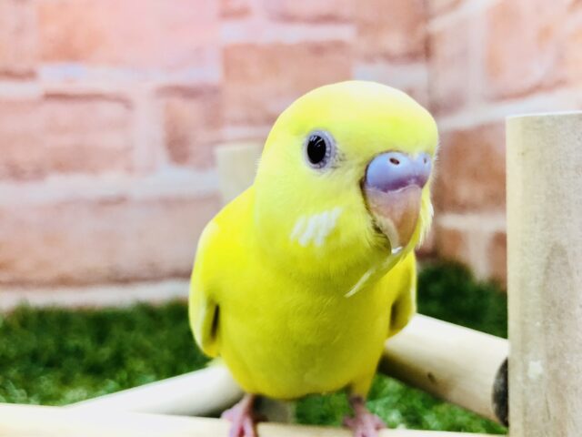 甘ったれ！セキセイちゃん　セキセイインコ　ルチノー　Ｒ５　２／１撮影