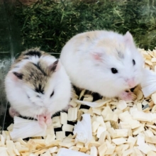 ちっちゃ〜なハムスター　ロボロフスキーハムスター　Ｒ５　２／９撮影