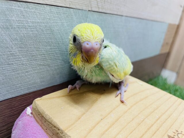 セキセイインコ