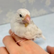 元気いっぱい💛白文鳥 2023年1月生まれ
