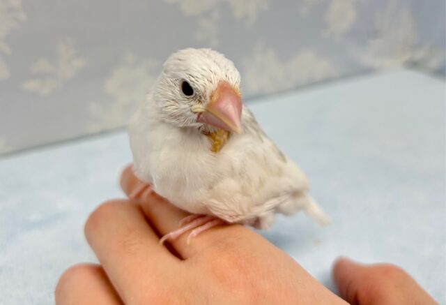 元気いっぱい💛白文鳥 2023年1月生まれ