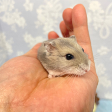 癒しの💙サファイアブルーハムスター男の子2022年12月生まれ