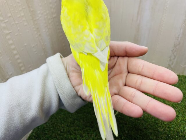 ジャンボセキセイインコ