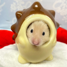 ん？ハリネズミ🦔？サテンハムスター男の子2023年1月生まれ