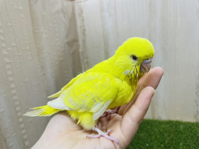 ジャンボセキセイインコ