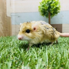 まるまる体型に太い尻尾が可愛すぎます♡ファットテールジャービル