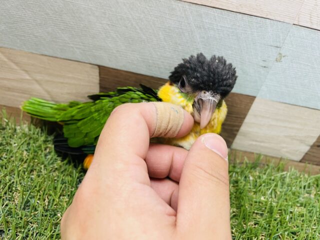 ズグロシロハラインコ