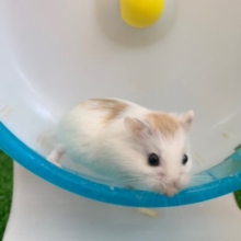 レアカラー⁉︎ロボロフスキーハムスター☆ブラウンパイド☆