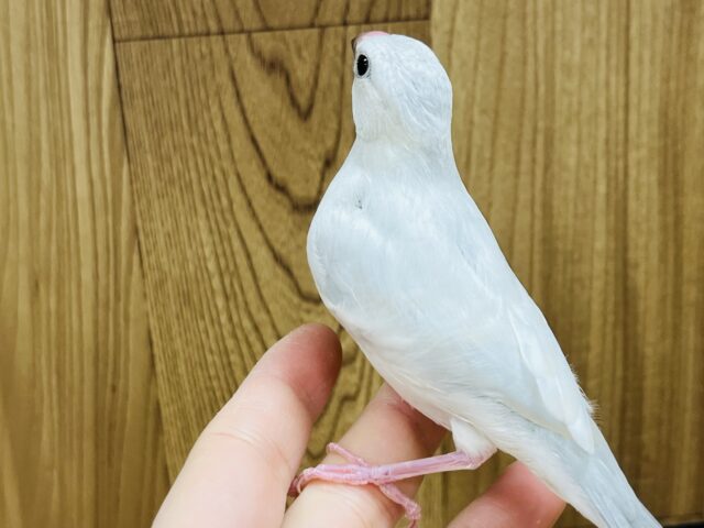 シルバー文鳥