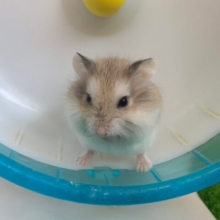 ロボロフスキーハムスター入舎です！！