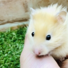 つやつや毛並み　サテンハムスター　Ｒ５　２／９撮影