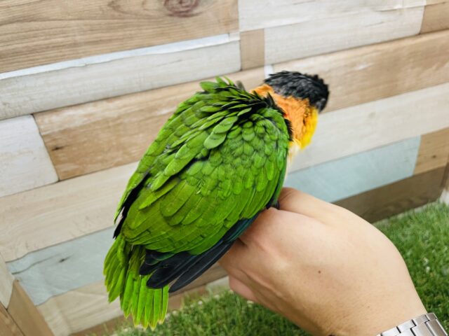 ズグロシロハラインコ