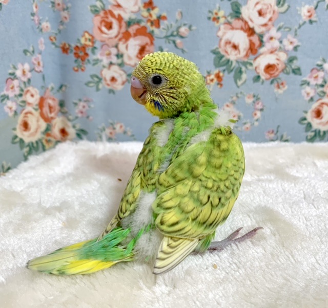 セキセイインコ