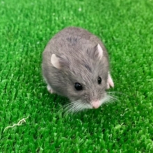 ちびちびハムスター♪ロボロフスキー☆ブルーカラー☆