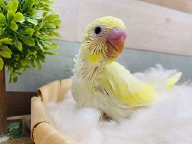 セキセイインコ