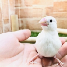 大きなお口でご飯〜　白文鳥　Ｒ５　２／９撮影