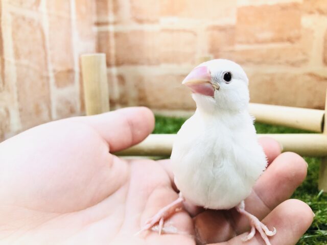 大きなお口でご飯〜　白文鳥　Ｒ５　２／９撮影