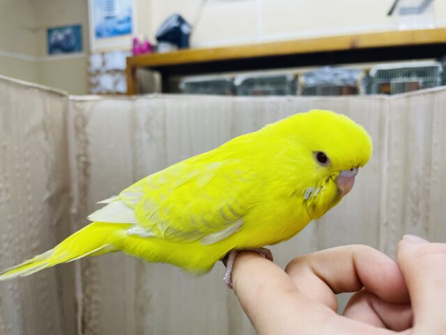 ジャンボセキセイインコ