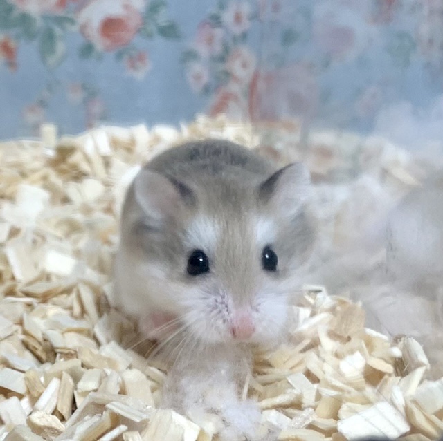 ロボロフスキーハムスター